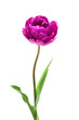 Lilac Perfection Double   Peony  Tulip