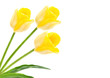 three yellow tulips isolated on white.