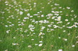 Blumenwiese