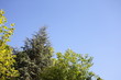 Himmel mit Wald