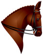 Photographie : Horse Head