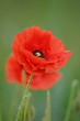 Red Corn Poppy close up portrait
