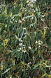 Eucalyptus, Gum Tree, north of Madeira island