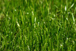 green grass field