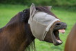 Cheval Masqué Cheval Masqué
