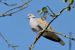 Tourterelle des bois (streptopelia turtur)