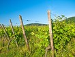 Weinberg im Elsaß