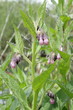 Consoude officinale (Symphytum officinalis) Consoude officinale (Symphytum officinalis)