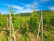 Weinberg im Elsaß