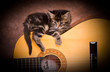 chaton tigré sur une guitare