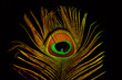 Bright feathers of a peacock close up