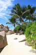Traumstrand mit Palme Traumstrand mit Palme