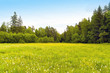 dandelions