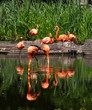 Flamingos