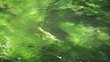 Rivière envahie par le cresson