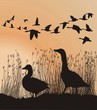 Geese before migrating Geese before migrating