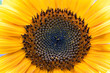 Sunflower a background.