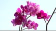 Orchideen - Phalaenopsis II