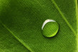 Water drop on leaf