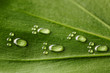 Quadro Water footprints on leaf