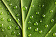 Water drops on leaf Water drops on leaf