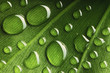 Water drops on leaf Water drops on leaf