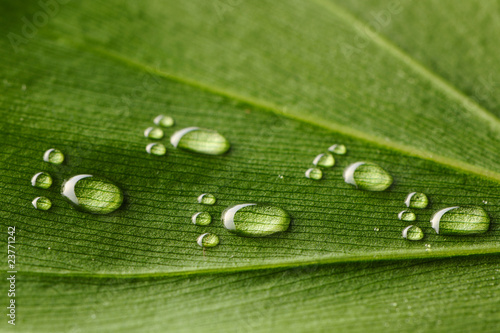 Water footprints on leaf Water footprints on leaf