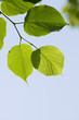 Forest detail Forest detail