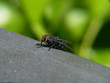 Die Fliege Die Fliege