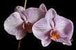 Pink Orchid on Black Background Pink Orchid on Black Background