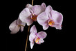 Pink Orchid on Black Background Pink Orchid on Black Background