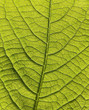 blatt vom baum blatt vom baum