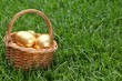 Golden eggs on meadow