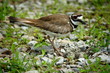 Killdeer Bird With Eggs