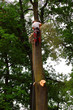 Holzfäller