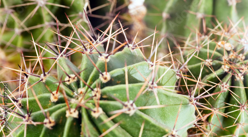Photo: Thorny barrel cactus plant part Thorny barrel cactus plant part