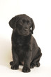 LABRADOR