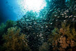 Photo: shoal of silvery fish shoal of silvery fish