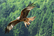 Adler im Segelflug
