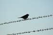 Stacheldraht Spatz