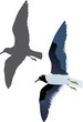 gull and shadow isolated on white gull and shadow isolated on white