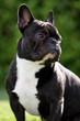 französische Bulldogge