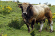 Taureau Aubrac