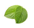 mint