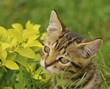 Foto: Sweet Kitten Sweet Kitten