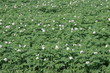 Field of green potato flowers