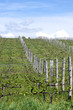 Vineyards