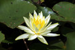 Zarte Schönheit. Lotus. Makro
