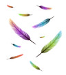 colored feathers flying vector background