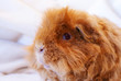Meerschweinchen